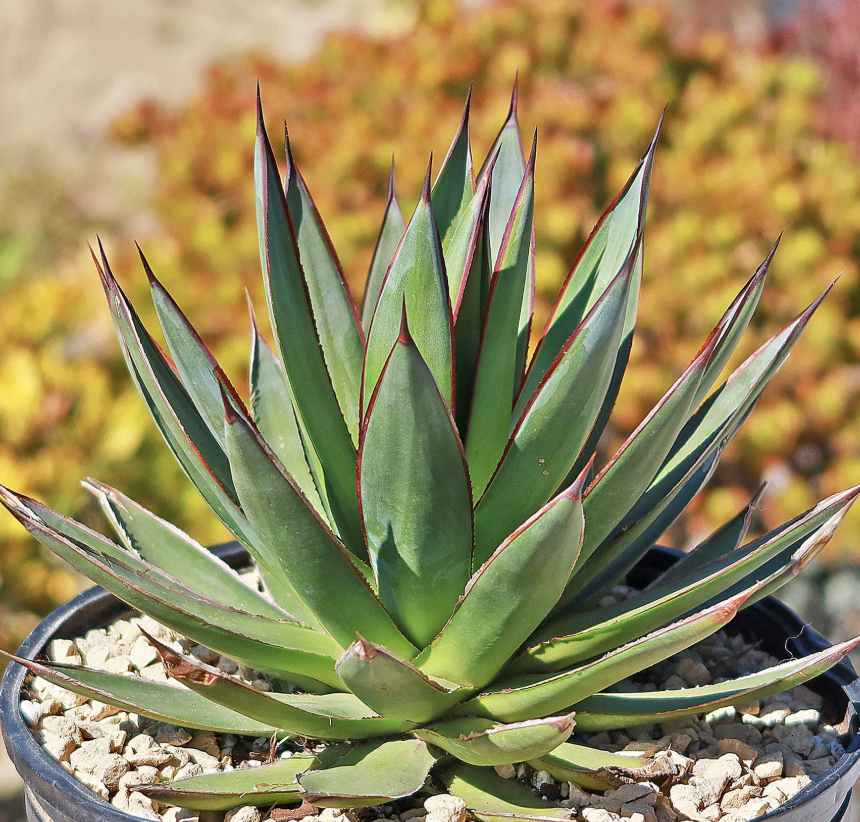 Agave ‘Blue Glow’