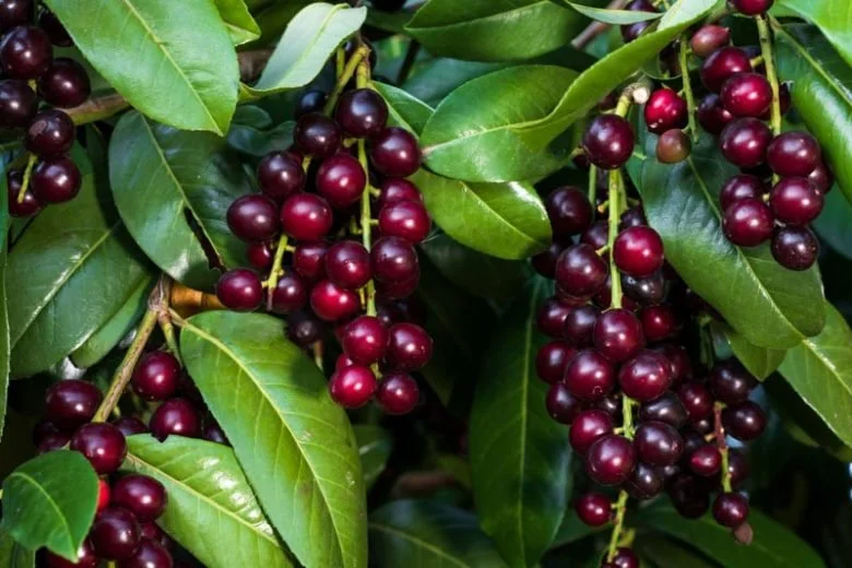 Prunus laurocerasus (Cherry Laurel)