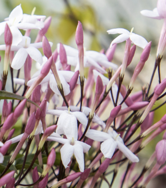 Jasminum polyanthum (Pink Jasmine – Standard)