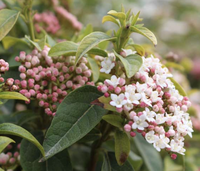 Viburnum tinus ‘Spring Bouquet’ (Laurustinus)