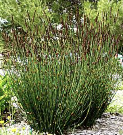 Chondropetalum elephantinum (Cape Rush)