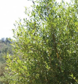 Rhamnus alaternus ‘John Edwards’ (Italian Buckthorn)