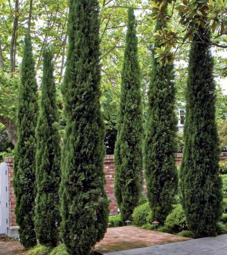 Cupressus sempervirens (Italian Cypress)