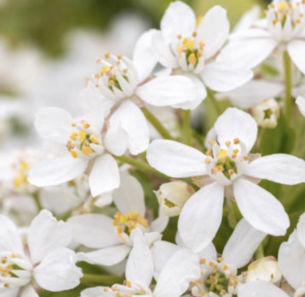 Choisya ternata (Mexican Orange Blossom)