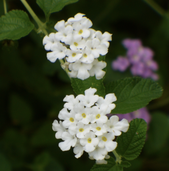 Lantana montevidensis ‘White’ (Trailing Lantana)
