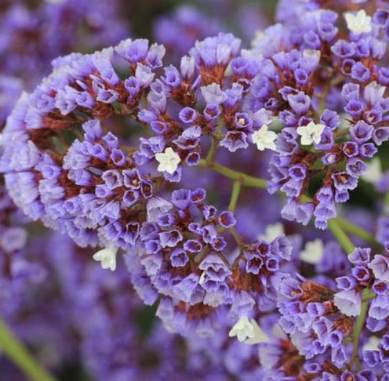 Limonium perezii (Sea Lavender)