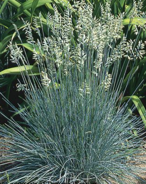 Festuca Ovina ‘Glauca’ (Blue Sheep Fescue)