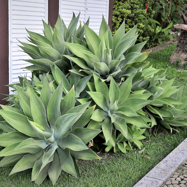Agave attenuata (Foxtail Agave)