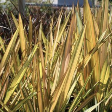 Phormium ‘Apricot Queen’