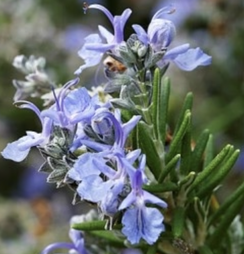 Rosmarinus officinalis ‘Ken Taylor’ (Rosemary)