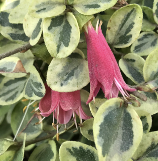 Correa ‘Wyn’s Wonder’