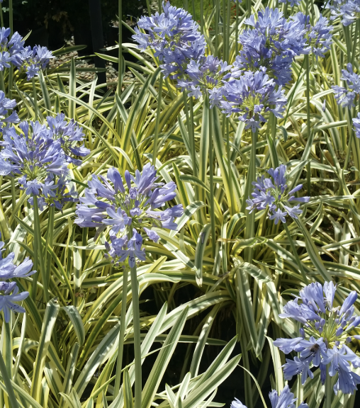 Agapanthus ‘Queen of the Nile’