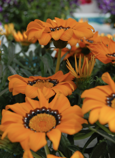 Gazania ‘Adonis’ (Treasure Flower)