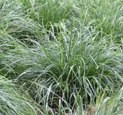 Sesleria ‘Greenlee’ (Moor Grass)