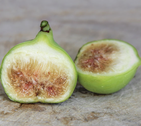 Ficus carica ‘Conadria’
