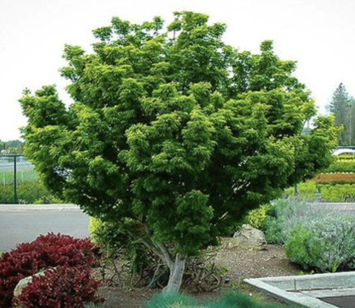 Acer palmatum ‘Shishigashira’ (Lion’s Head Maple)