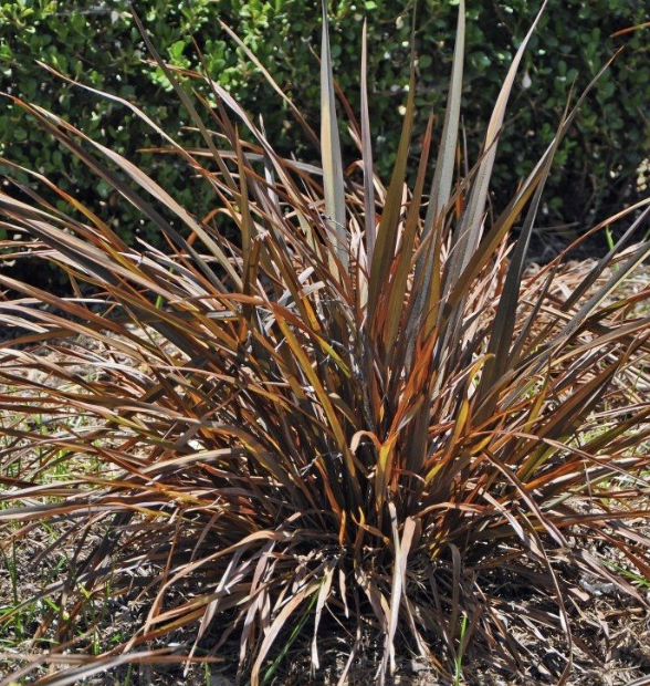 Phormium ‘Jack Spratt’ (New Zealand Flax)
