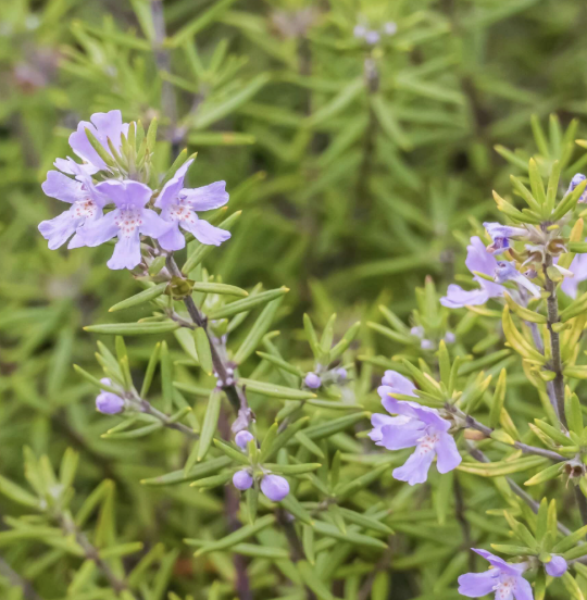 Westringia fruticosa ‘Wynyabbie Gem’
