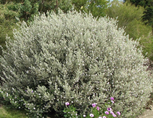 Westringia fruticosa ‘Smokey’ (Coastal Rosemary)