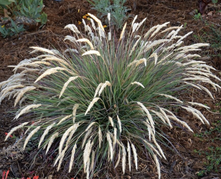 Calamagrostis foliosa (Leafy Reed Grass)