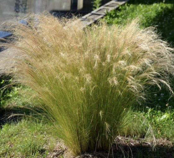 Stipa tenuissima (Mexican Feather Grass)