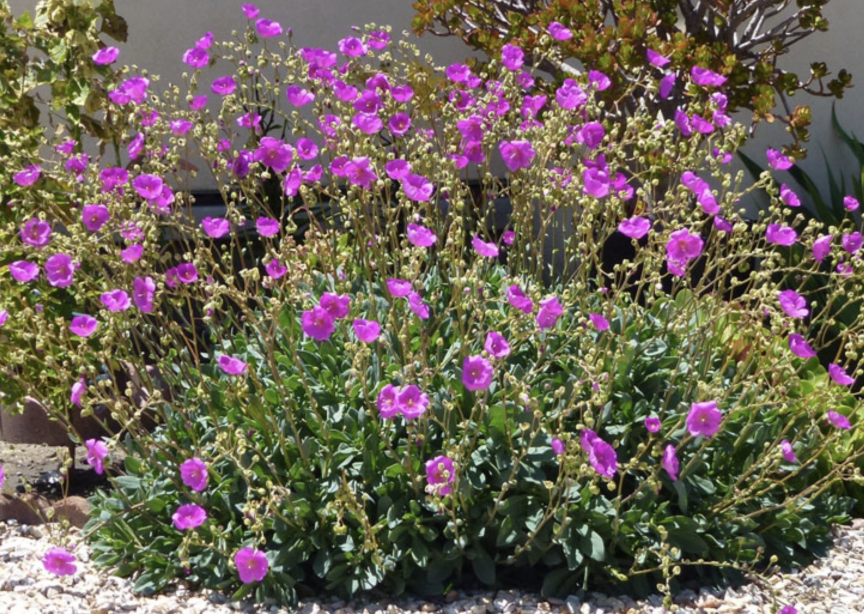 Calandrina Spectabilis (Rock Purslane)