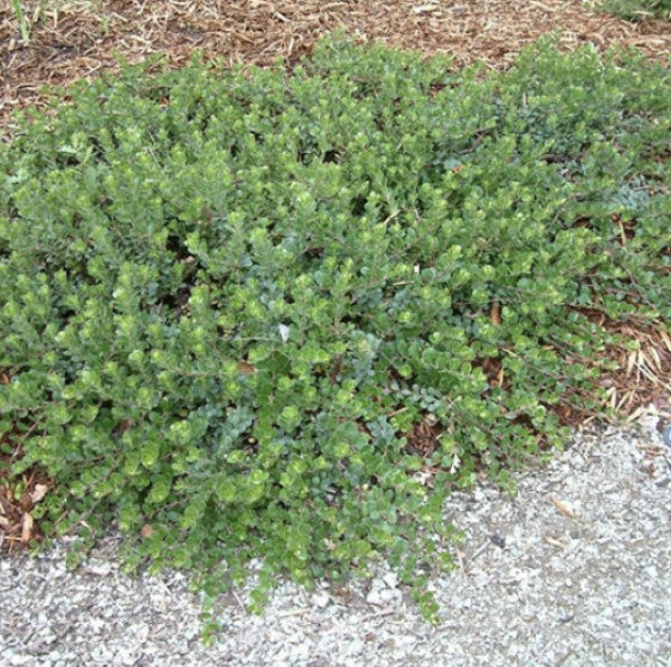 Arctostaphylos ‘Point Reyes’ (Manzanita)