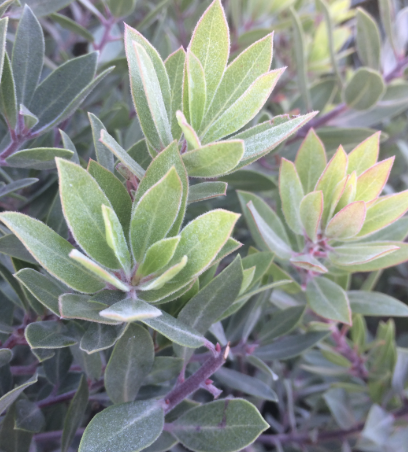 Arctostaphylos ‘Pacific Mist’
