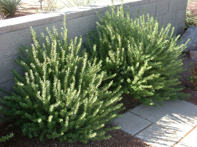 Myrtus C. ‘Compacta’ (Dwarf Myrtle)