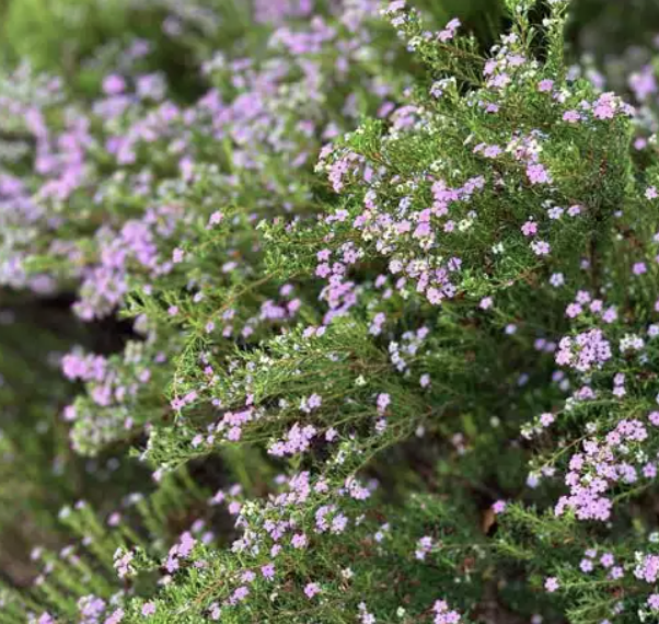 Coleonema P.  ‘Compacta’ (Dwarf Breath of Heaven)