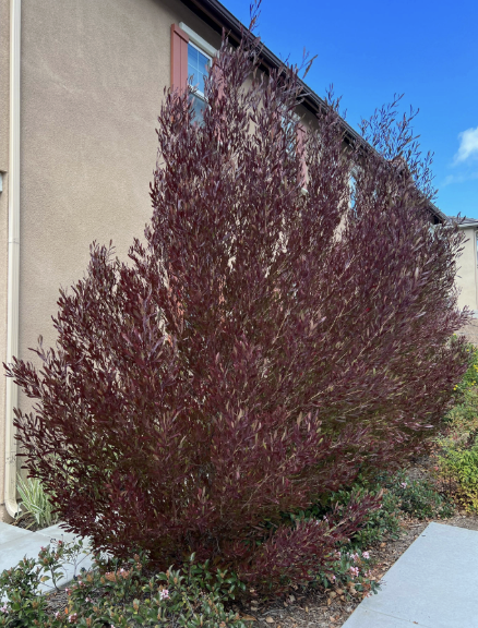 Dodonaea viscosa ‘Purpurea’ (Purple Hopseed Bush)