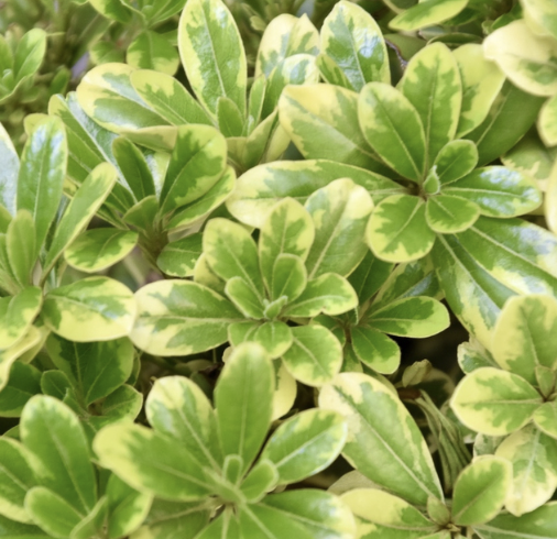Pittosporum tenuifolium ‘Cream de Mint’