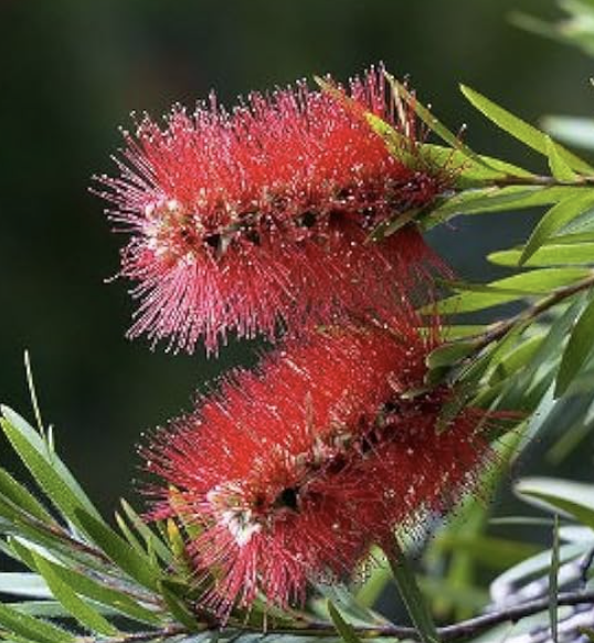 Callistemon citrinus (Bottlebrush)