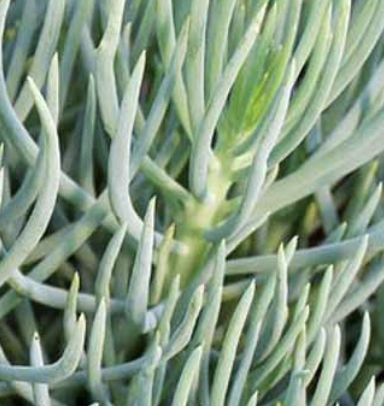 Senecio vitalis (Narrow-Leaf Chalksticks)