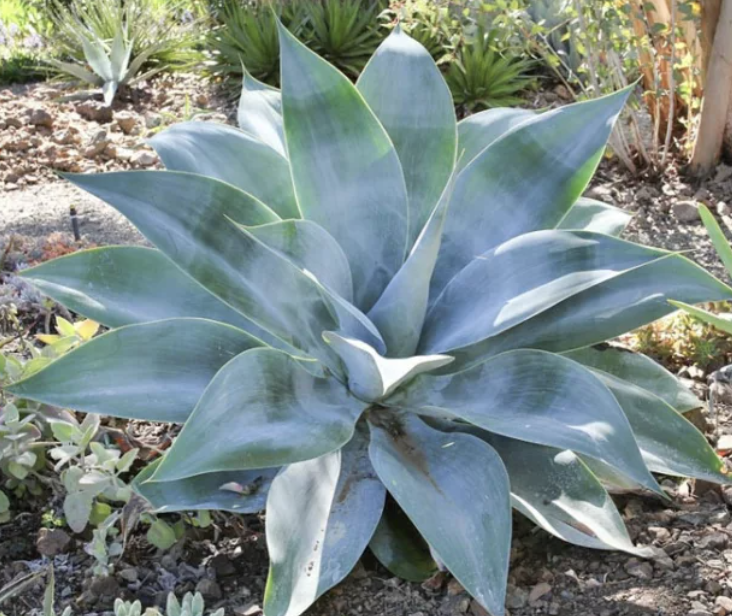 Agave attenuata ‘Boutin Blue’ (Foxtail Agave)