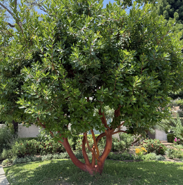 Arbutus unedo (Multi-Trunk Strawberry Tree)