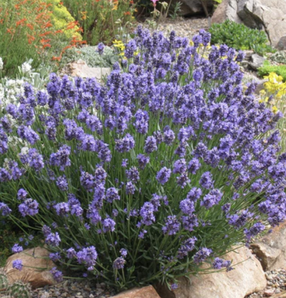 Lavandula A. ‘Thumbelina Leigh’ (English Lavender)