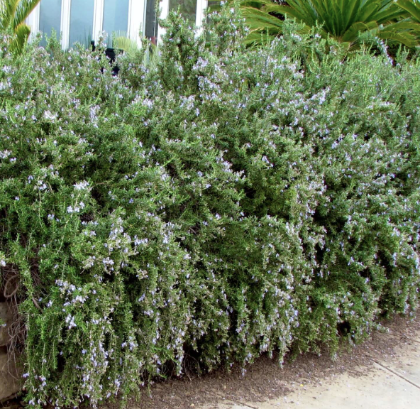 Rosmarinus officinalis ‘Huntington Carpet’ (Creeping Rosemary)