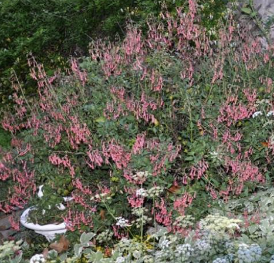 Correa pulchella (Australian Fuchsia)
