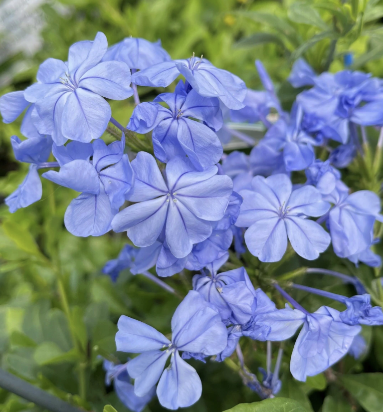 Plumbago ‘Royal Cape’ (Cape Plumbago)