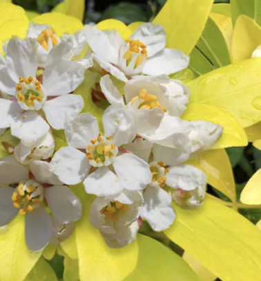 Choisya ternata ‘Sundance’ (Mexican Orange Blossom)