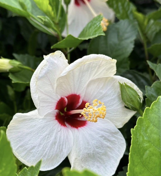 Hibiscus rosa-sinensis ‘White Wings’