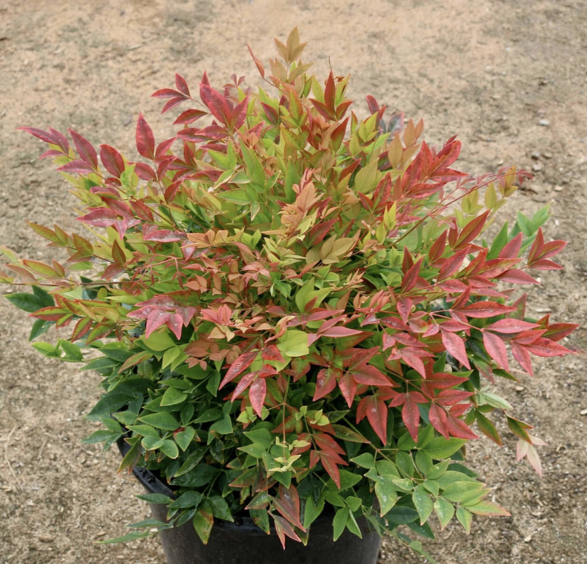 Nandina domestica ‘Gulf Stream’ (Heavenly Bamboo)