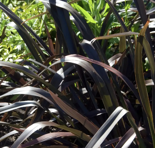 Phormium ‘Platt’s Black’