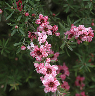 Leptospermum scoparium ‘Helene Strybing’ (Tea Tree)