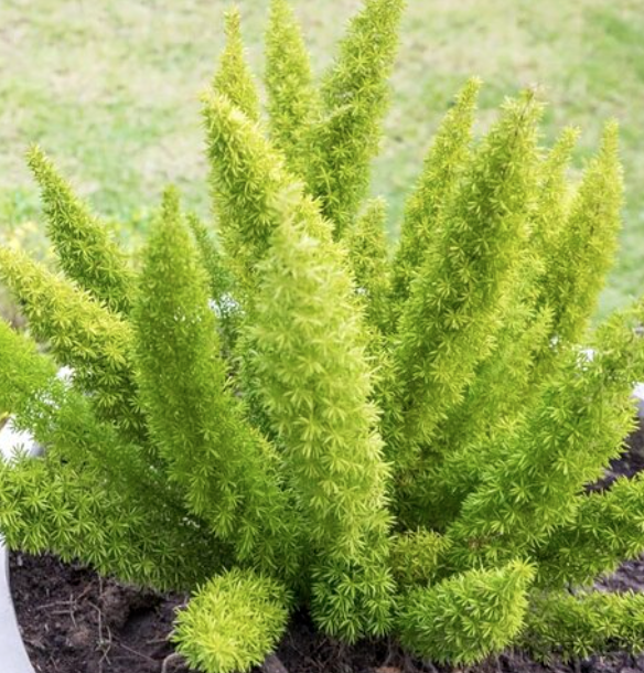 Asparagus densiflorus ‘Myersii’ (Foxtail Fern)