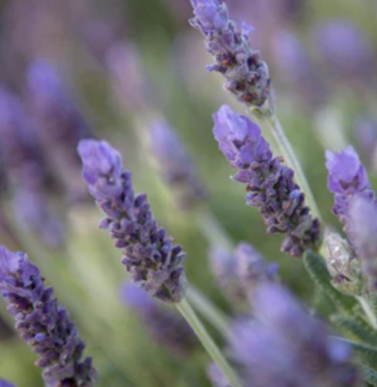 Lavandula dentata (French Lavender)