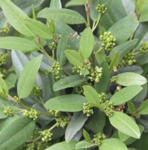 Rhamnus californica ‘Mound San Bruno’