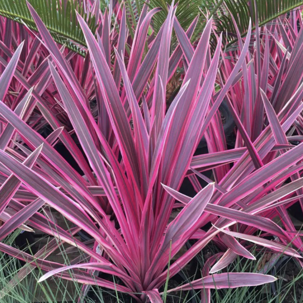 Cordyline A. ‘Pink Passion’