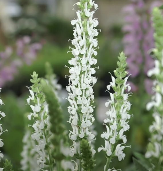 Salvia nemorosa ‘Snow Hill’ (Meadow Sage)